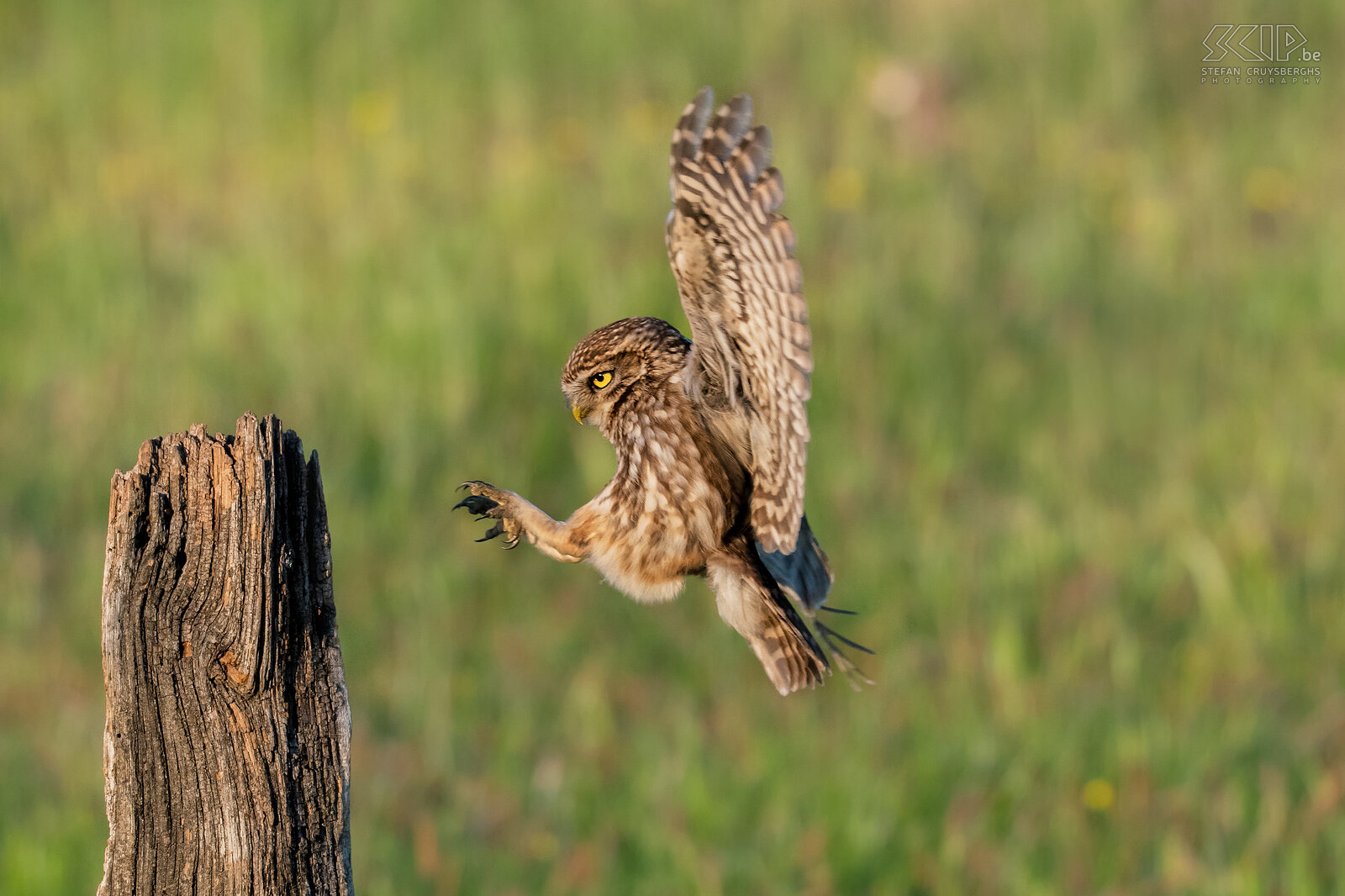 Steenuil Zoals de meeste uilen leeft de steenuil vooral 's nachts en komt hij voor in een breed scala aan habitatten waaronder landbouwgrond, bos, heide, ...  Stefan Cruysberghs